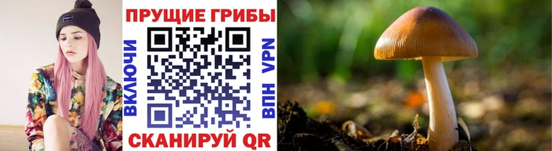Галлюциногенные грибы мухоморы  где можно купить наркотик  Ладушкин 